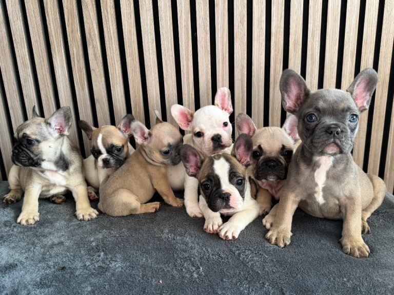 French Bulldog puppies for sale in Walsall, West Midlands – KC registered, 9 weeks old