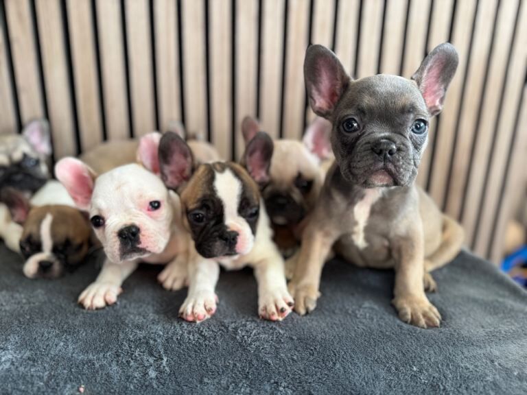 French bulldog - Image 3 of 4