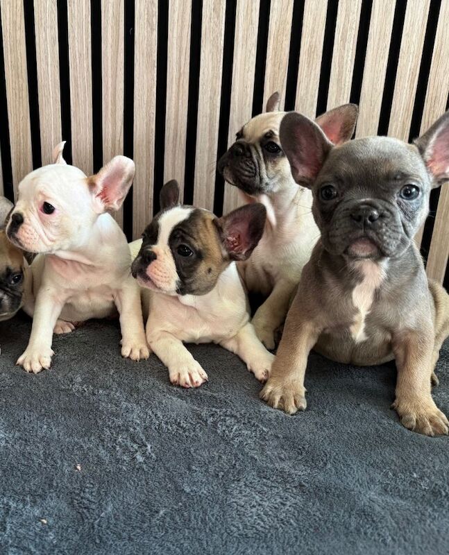 French bulldog - Image 4 of 4