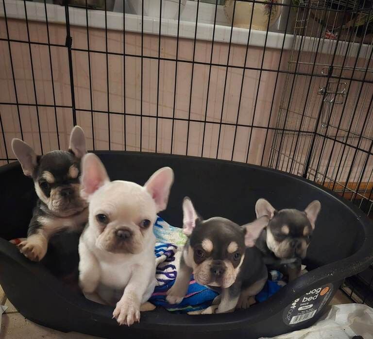 French Bulldog puppies for sale in Craigavon, County Armagh – KC registered, 11 weeks old