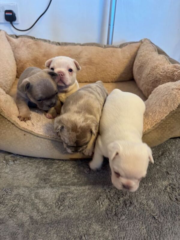 French Bulldog puppies for sale in Airdrie, Lanarkshire – 5 weeks old