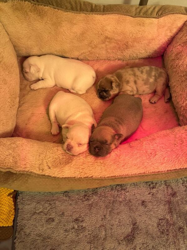 French Bulldog puppies for sale in Airdrie, Lanarkshire – 4 weeks old - Image 2 of 4
