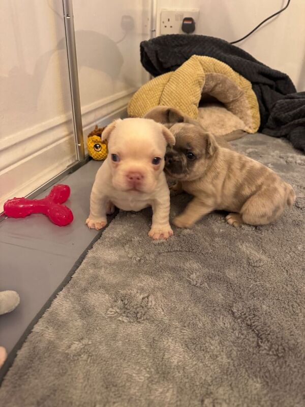 French Bulldog puppies for sale in Airdrie, Lanarkshire – 4 weeks old - Image 3 of 4