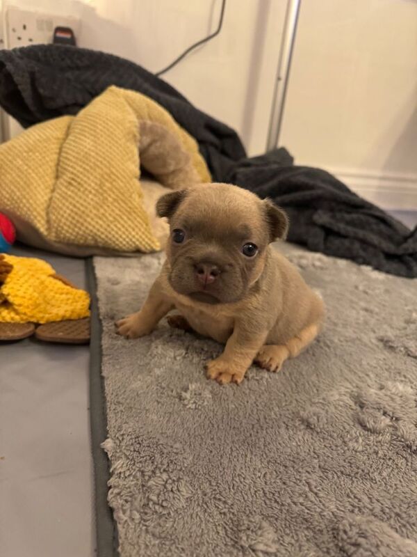 French Bulldog puppies for sale in Airdrie, Lanarkshire – 4 weeks old - Image 4 of 4