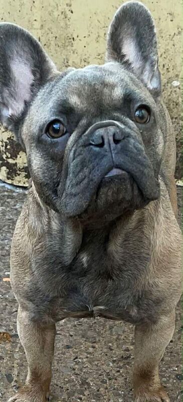 French Bulldog puppies for sale in Bolton, Greater Manchester – 8 months old