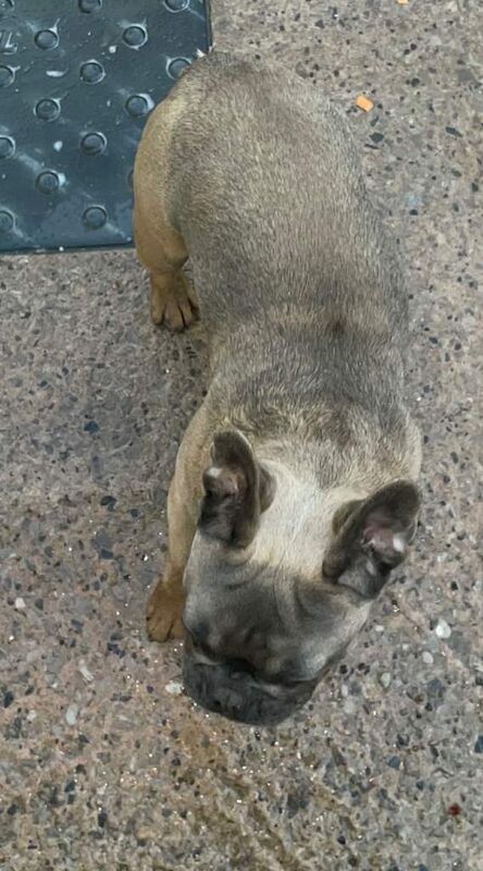 French Bulldog puppies for sale in Bolton, Manchester – 8 months old - Image 2 of 6