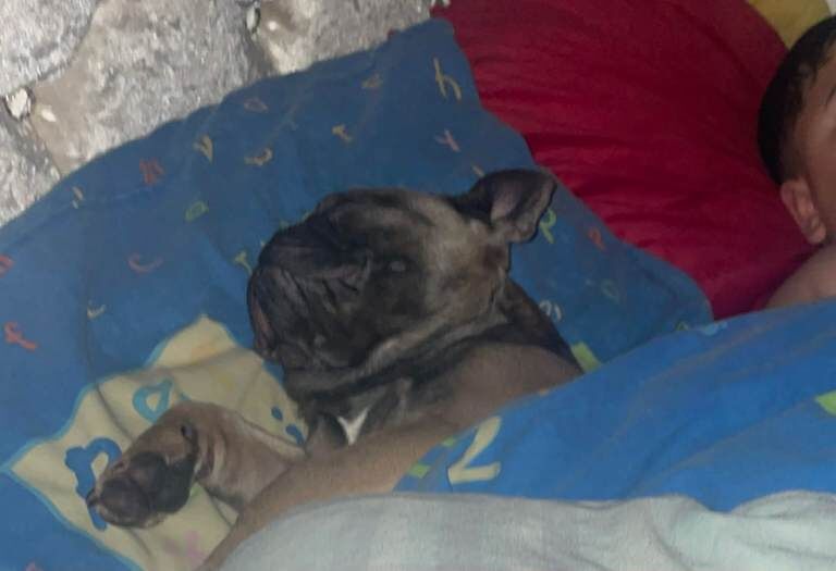 French Bulldog puppies for sale in Bolton, Manchester – 8 months old - Image 3 of 6