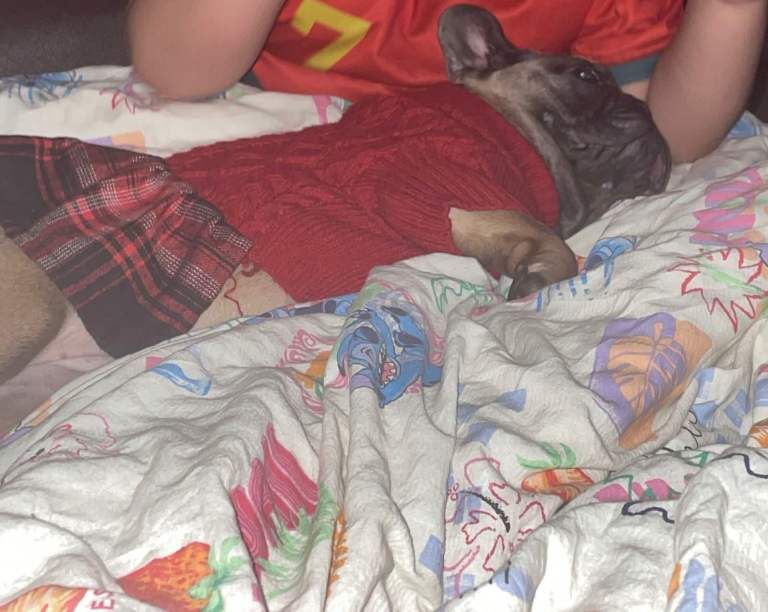 French Bulldog puppies for sale in Bolton, Manchester – 8 months old - Image 4 of 6