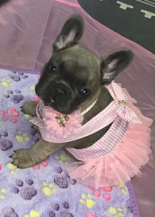 French Bulldog puppies for sale in Bolton, Manchester – 8 months old - Image 5 of 6