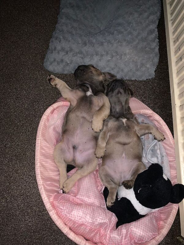French Bulldog puppies for sale in Bolton, Manchester – 8 months old - Image 6 of 6