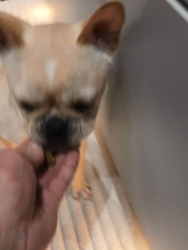 French Bulldog puppies for sale in Faversham, Kent – 7 months old - Image 3 of 5