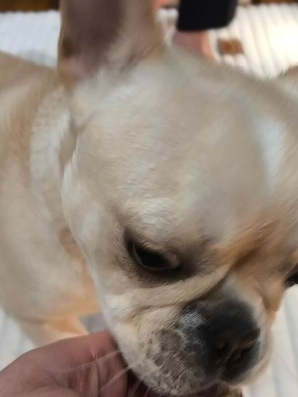 French Bulldog puppies for sale in Faversham, Kent – 7 months old - Image 4 of 5