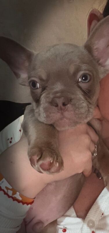 French Bulldog puppies for sale in Stockport, Manchester – KC registered, 9 weeks old