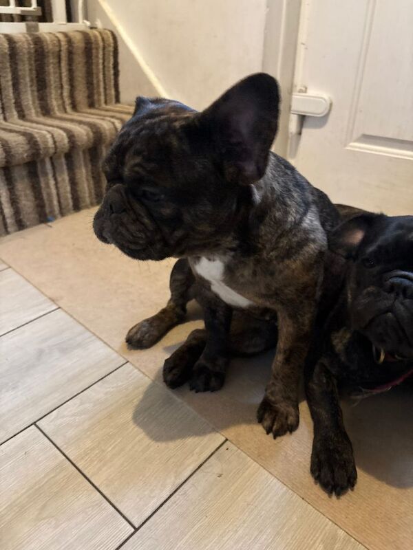 French Bulldog Puppies For Sale Under £1,000