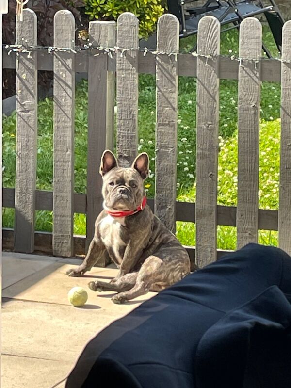 French Bulldog puppies for sale in Coventry, West Midlands – KC registered, 4 years old