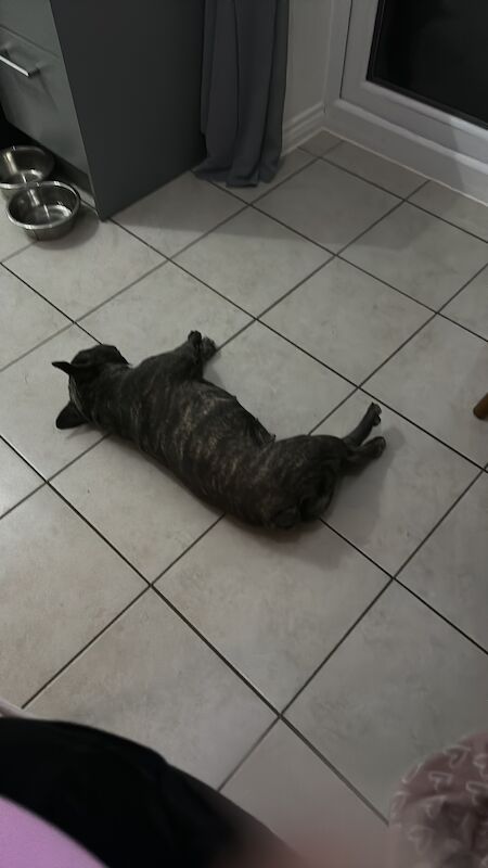French Bulldog puppies for sale in Coventry, West Midlands – KC registered, 4 years old - Image 3 of 3