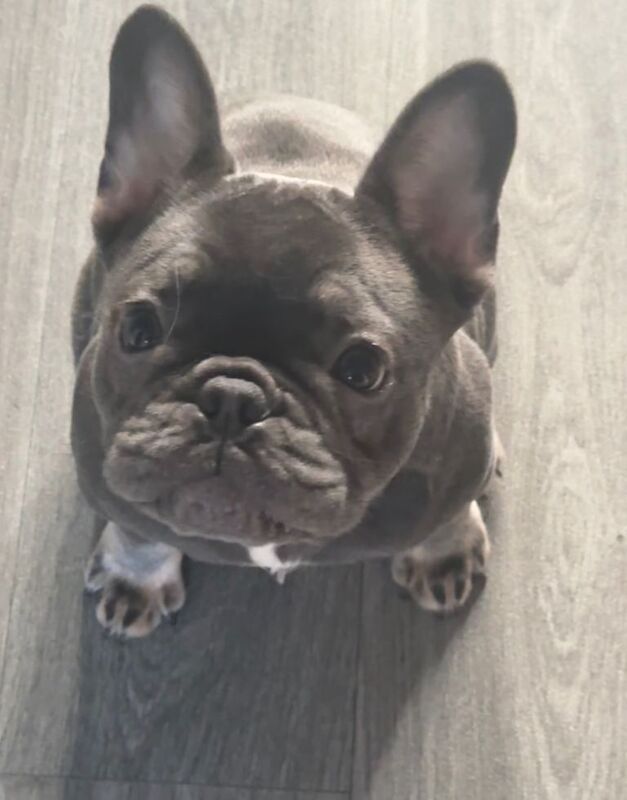 French Bulldog Puppies For Sale Under £1,000