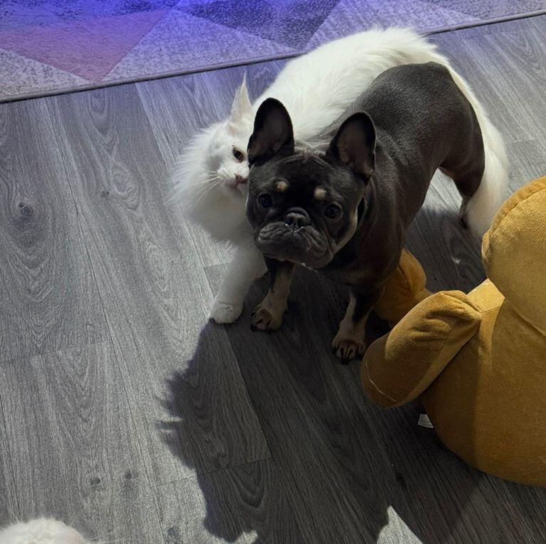 French bulldog - Image 2 of 3