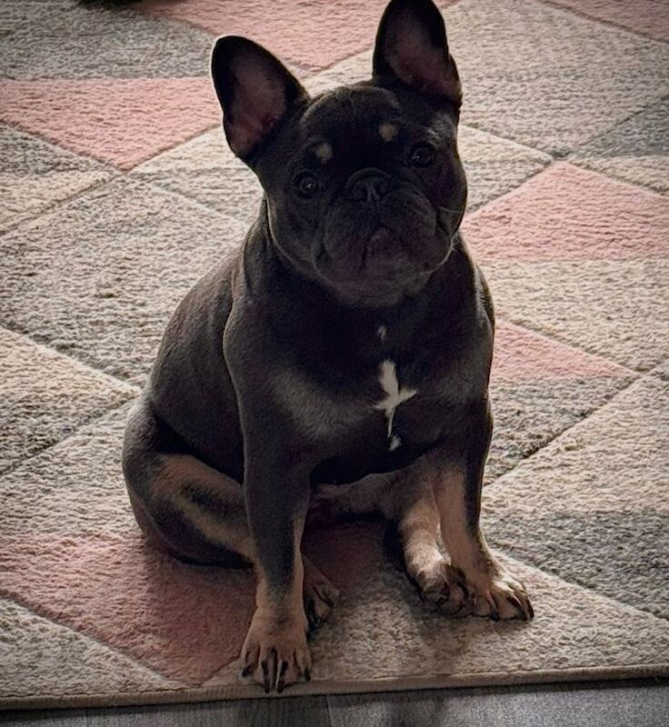French bulldog - Image 3 of 3
