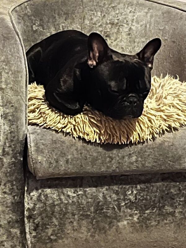 French Bulldog puppies for sale in Abertillery, Blaenau Gwent – 3 years old