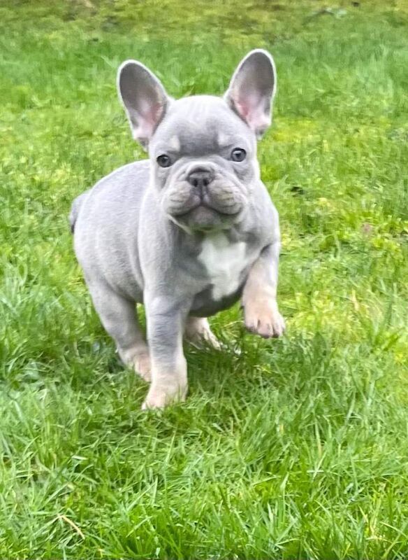 French Bulldog puppies for sale in Cheltenham, Gloucestershire – 9 weeks old