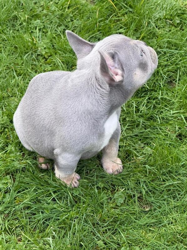 French Bulldog - Image 2 of 4