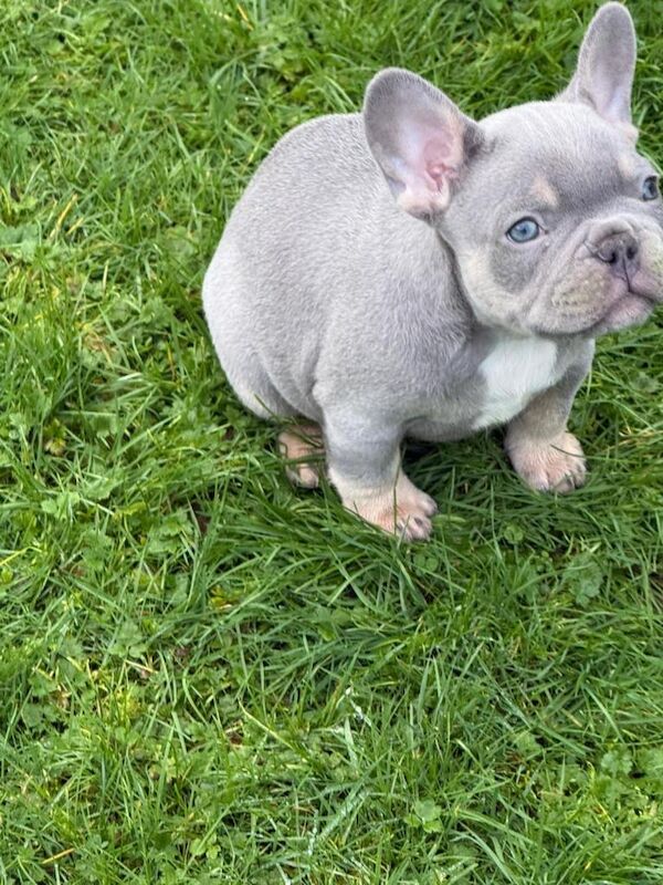 French Bulldog - Image 4 of 4