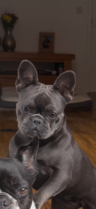 French Bulldog puppies for sale in Abingdon, Oxfordshire – 1 year old