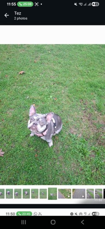 French Bulldog Puppies For Sale Under £1,000