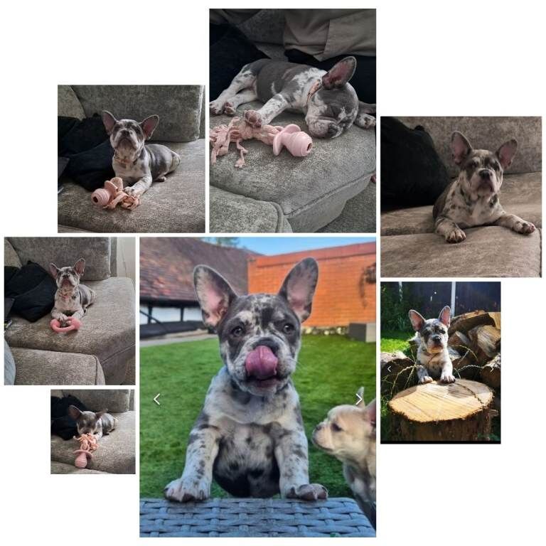 French bulldog - Image 2 of 2