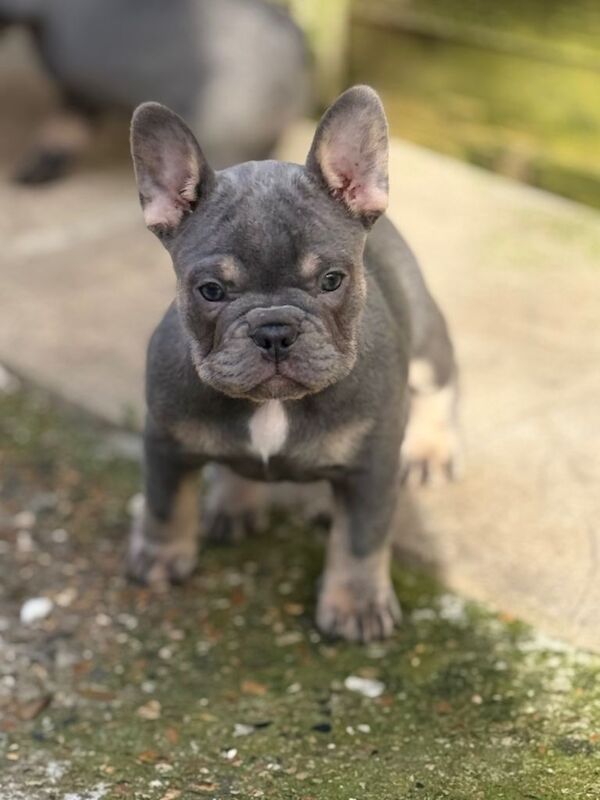 French Bulldog puppies for sale in Heathrow, London – 9 weeks old