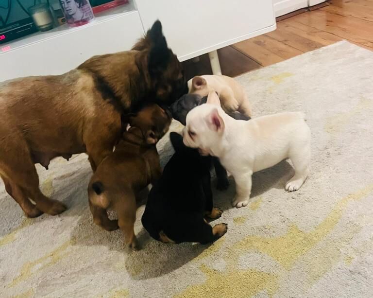 French bulldog - Image 2 of 3