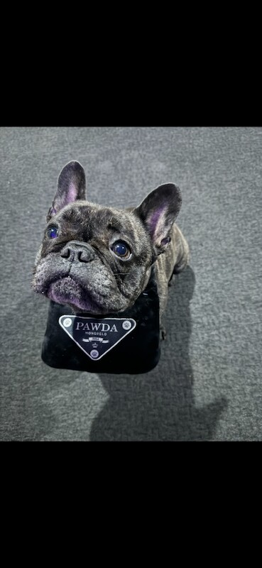 French Bulldog - Image 2 of 3