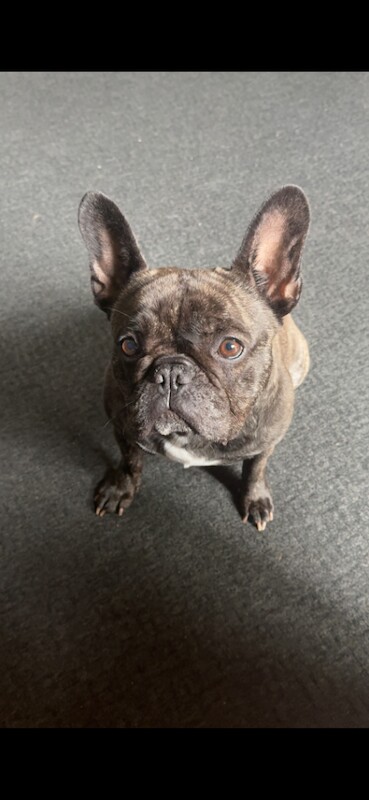French Bulldog - Image 3 of 3