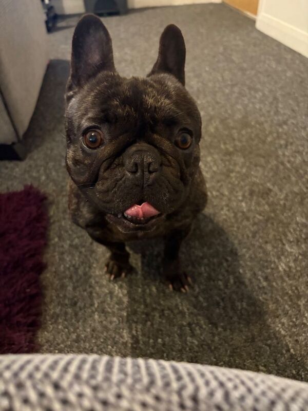 French bulldog