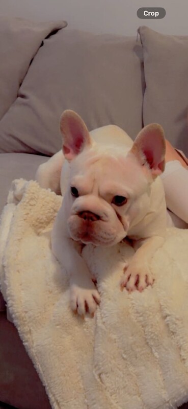 French bulldog