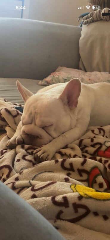 French bulldog - Image 2 of 4