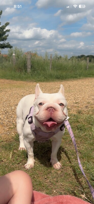 French bulldog - Image 3 of 4