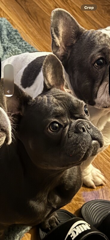 French bulldog - Image 2 of 3