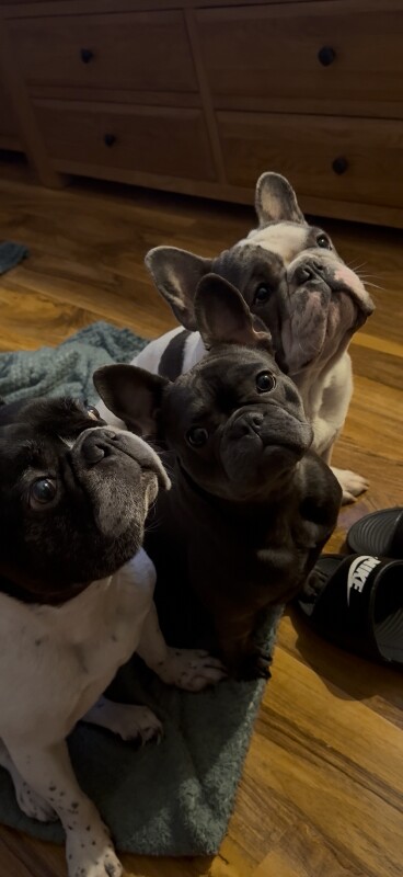 French bulldog - Image 3 of 3