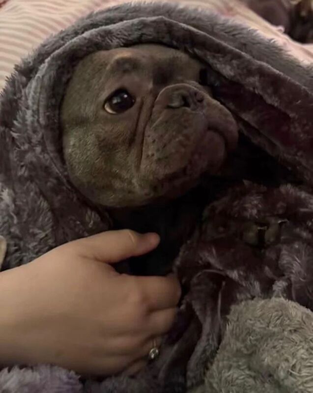 French Bulldog - Image 2 of 3