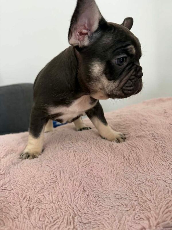 French bulldog - Image 2 of 4