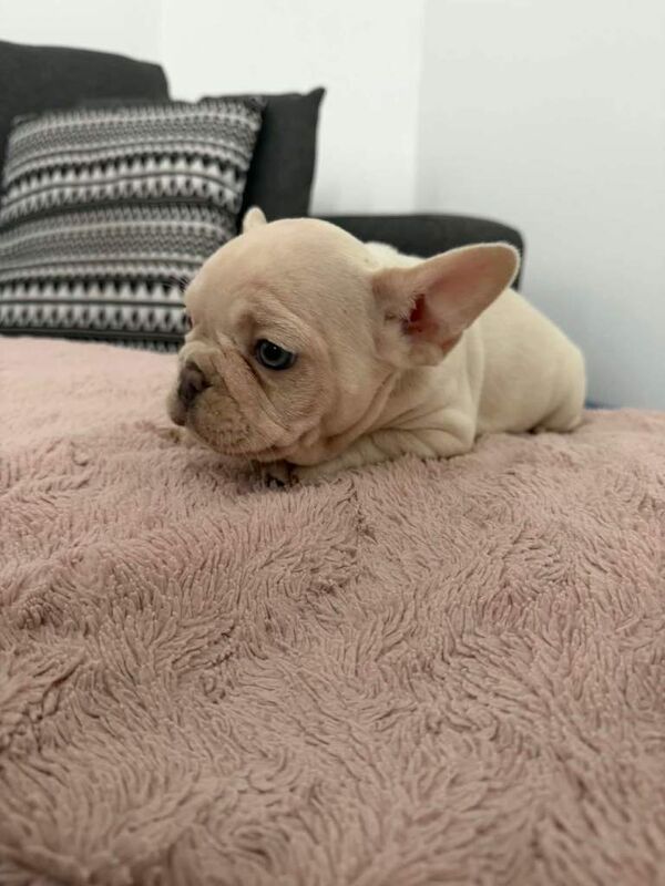 French bulldog - Image 3 of 4