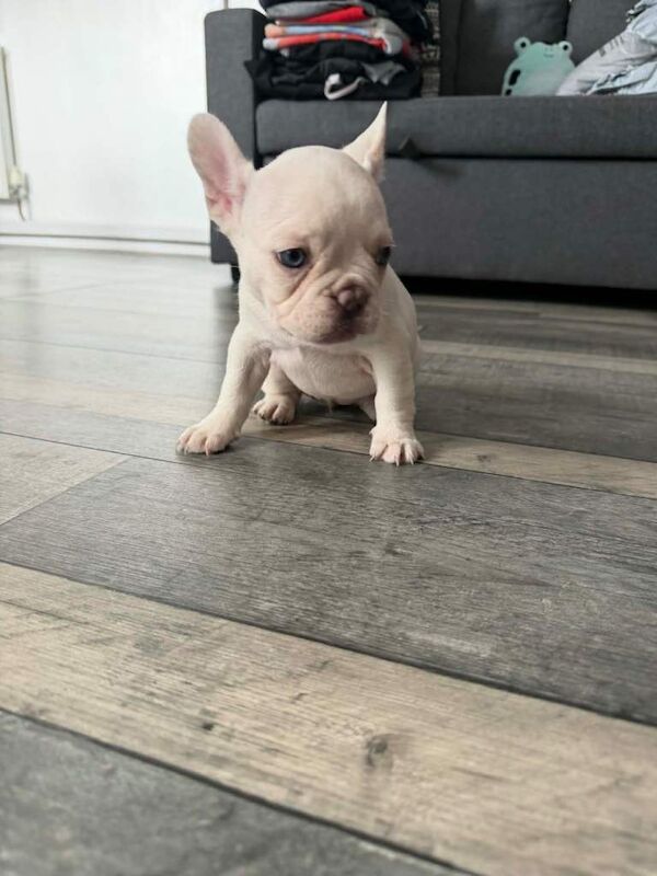 French bulldog - Image 4 of 4