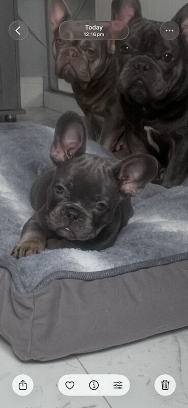 french bulldog - Image 2 of 6