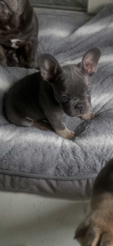 french bulldog - Image 3 of 6