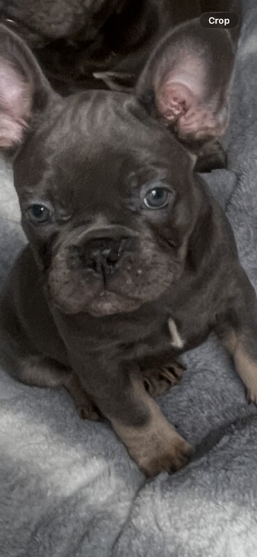 french bulldog - Image 4 of 6