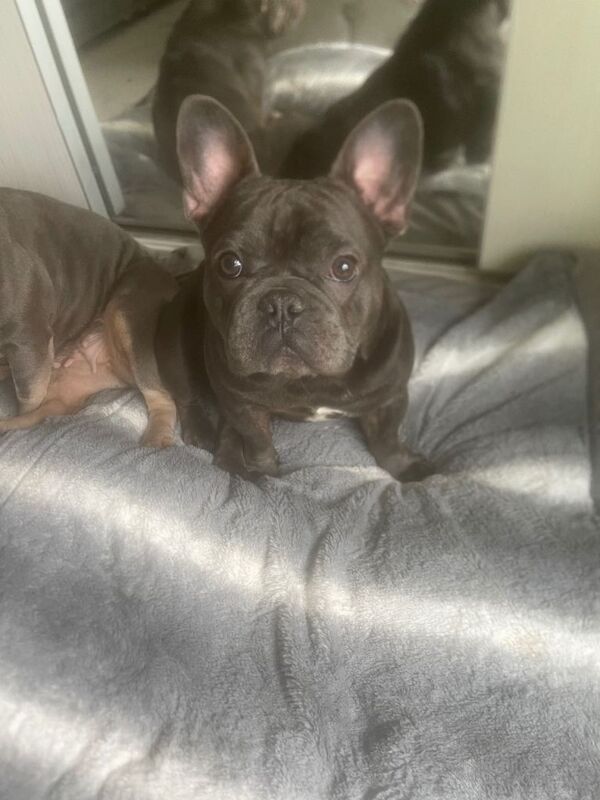 french bulldog - Image 5 of 6