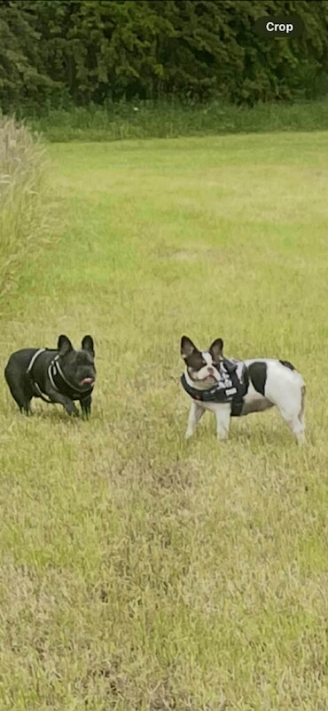 french bulldog - Image 6 of 6