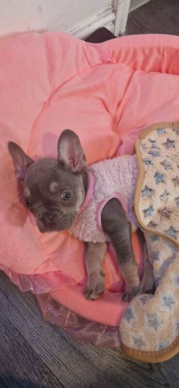 Frenchie Puppies For Sale
